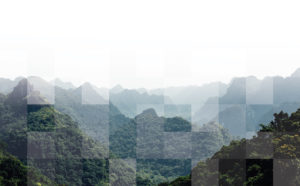 forest background