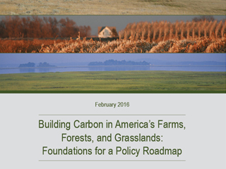 Carbon Sinks